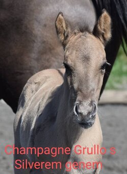 Připouštění AQH plemenným hřebcem Classic Champagne - 17
