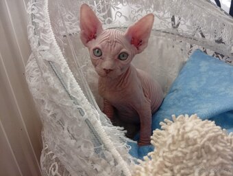 Kanadský sphynx - 17