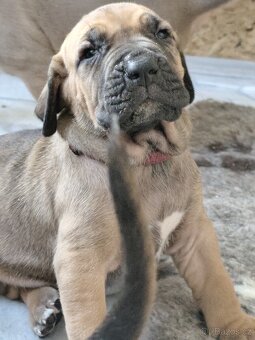 Brazilská fila - 17