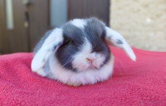 Zakrslý beránek, králíček, králík - ELIAH - 17