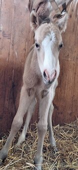 Letošní hřebeček - 17