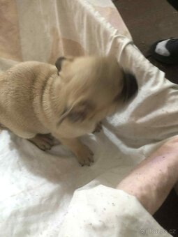 Štěňata Mops - 17