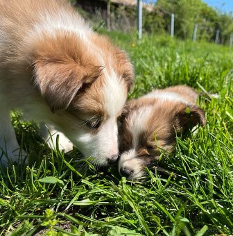 Štěňátka Sheltie/Šeltie bez PP - 17