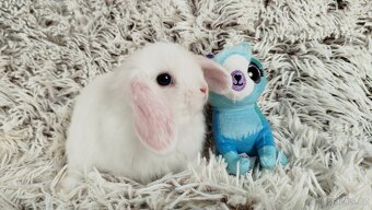 Zakrslý beránek, králíček, králík - TIMIÁN - 17