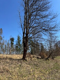 Prodám pozemky v k.ú. Horní Bolíkov - 17