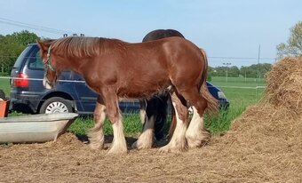 Drum horse hřebec, matka Shire horse, otec irský cob - 17