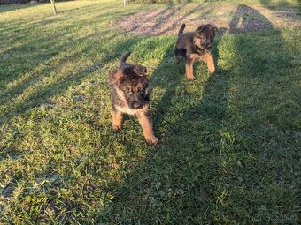 Německý Ovčák, Štěňata s PP exteriérová linie - 17