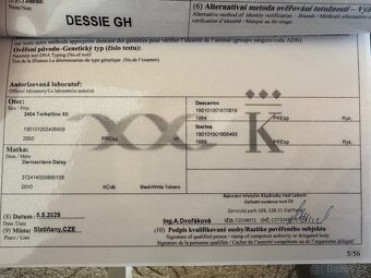 Zadáme letošní klisničku - 17