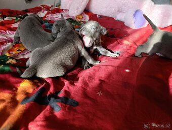 Stafordšírský bulteriér - 17