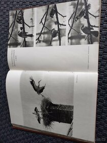 Československá fotografie 1959 - 17