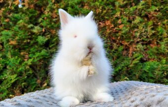 Zakrslý králík, králíček - (TEDDY) - HERBERT A HEIDY - 17