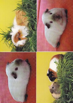 pohledy zvířat - 17