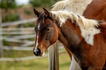 Letošní paint horse klisnička - 17