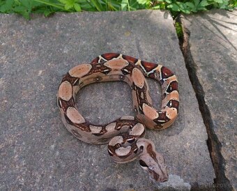 Boa imperator- Sharp Sunglow 66% het Sterling,Hypo Sterling - 17