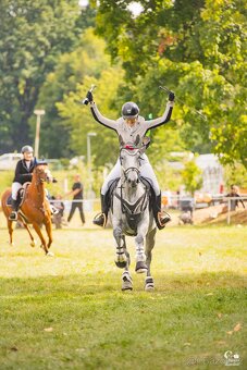 8 letá klisna do sportu - 17