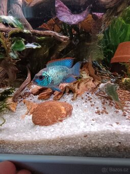 Akara cichlida papuščí endlerky krevetky - 17