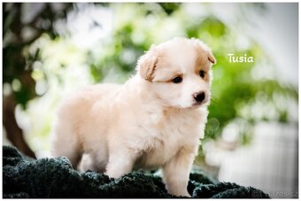 Border Collie, Border Kolia s PP FCI barva ee red - 17