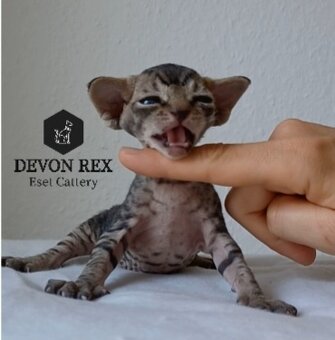 Devon rex - 17