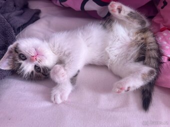 6 Rozkošných Koťátek (Máma Britka s PP x Pouliční Elegán) - 17