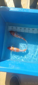 Prodam KOI pouze uznavane variery - 17