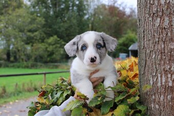 Welsh corgi cardigan s PP - 17