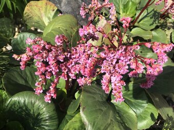 Trvalky a víceletky-LEN OSOBNÝ ODBER BRNO - 17