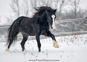 Připouštění Welsh cob - D - 17