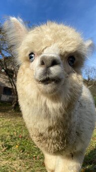 Lama alpaka - 17