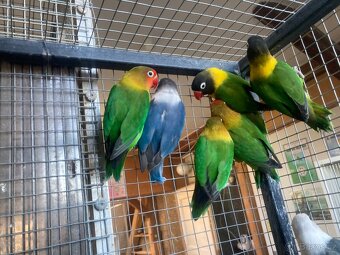 agapornis fischeri - 17