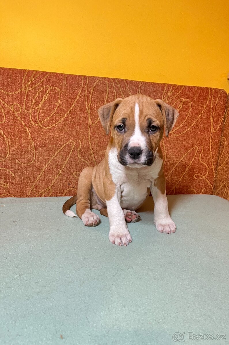 Americky Stafordšírský Terier šteniatka - 18