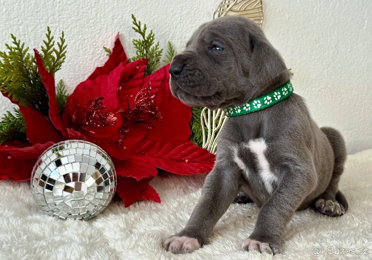 Německá doga modrá - 18