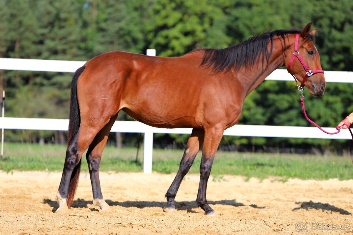 ____Klisna český teplokrevník___ - 18