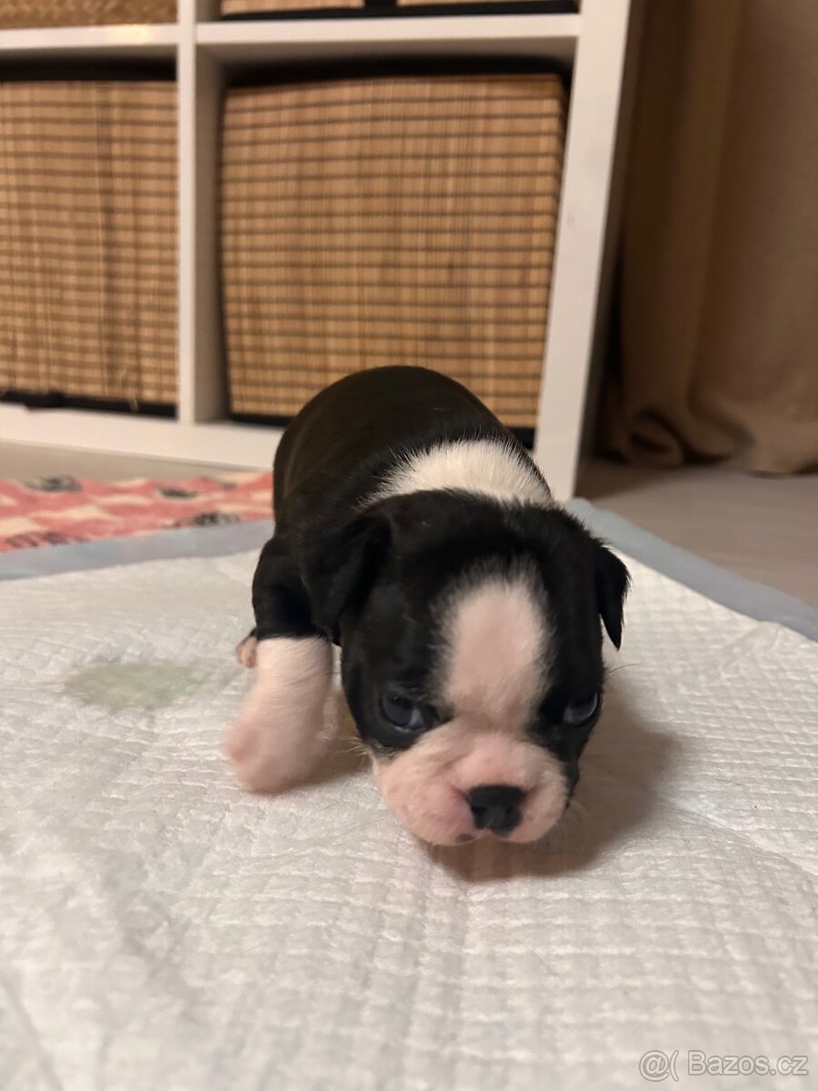 Bostonský teriér - 18