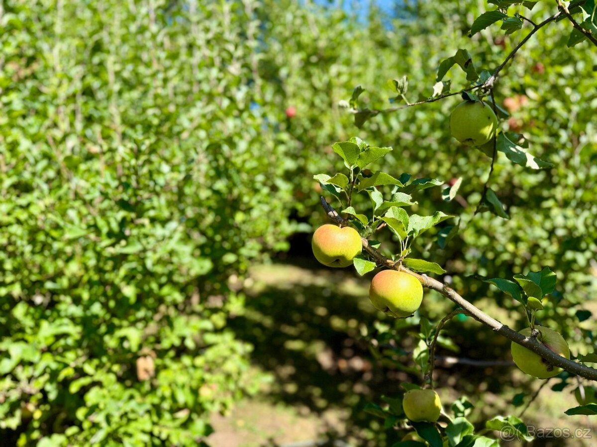 Prodej chaty 25 m², pozemek 521 m² - 18