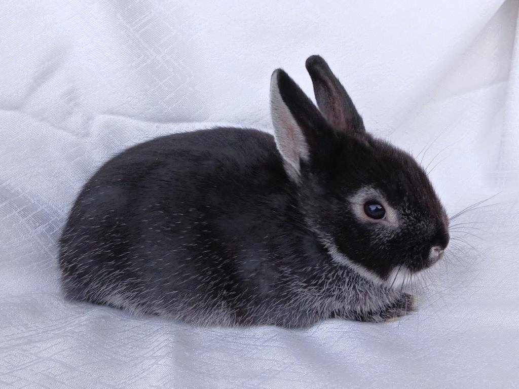 Zakrslí beránci a bílopesíkatí králíčci s rodokmenem - 18