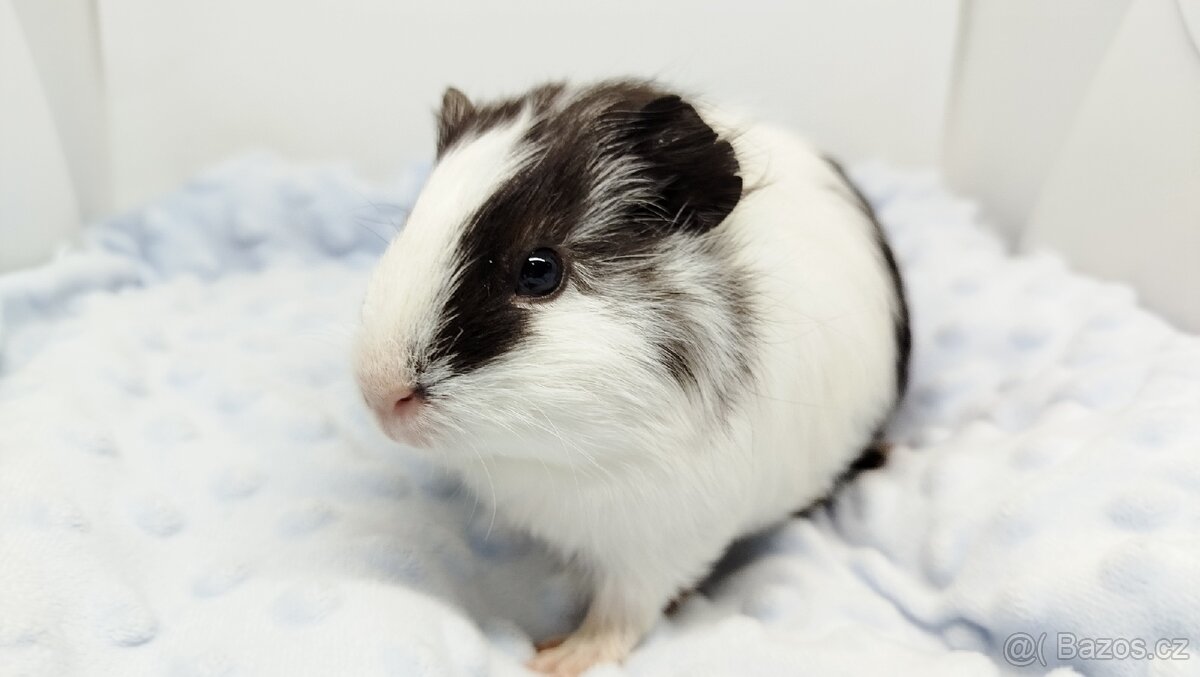 Morče, Morčata, Morčátko, Morčátka - BETTY - 18