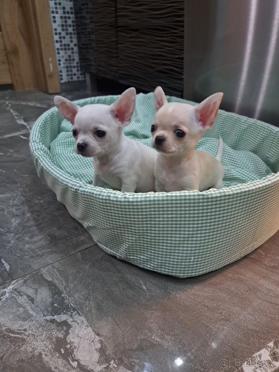 Čivava Mini pejsci - 18