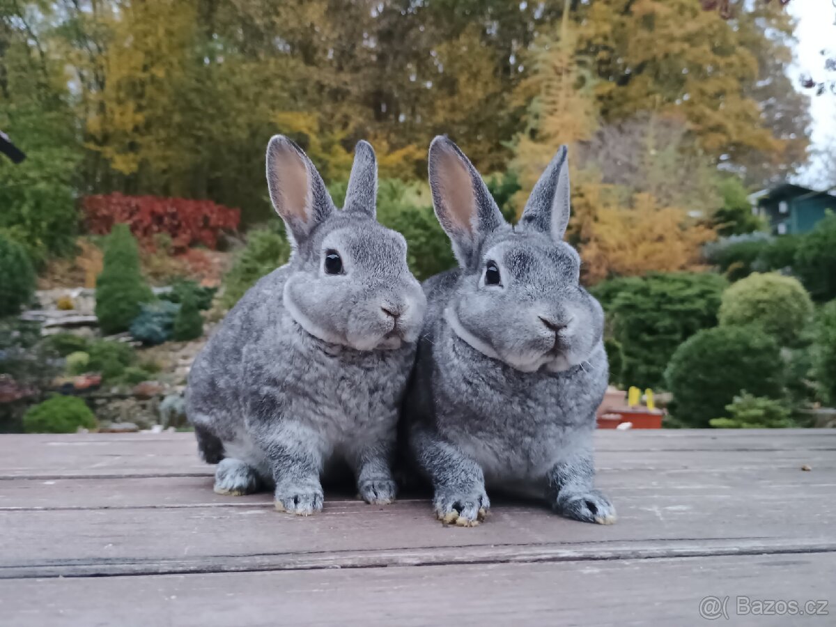 Zakrslý REX činčilový miminka k Vánocům - 18