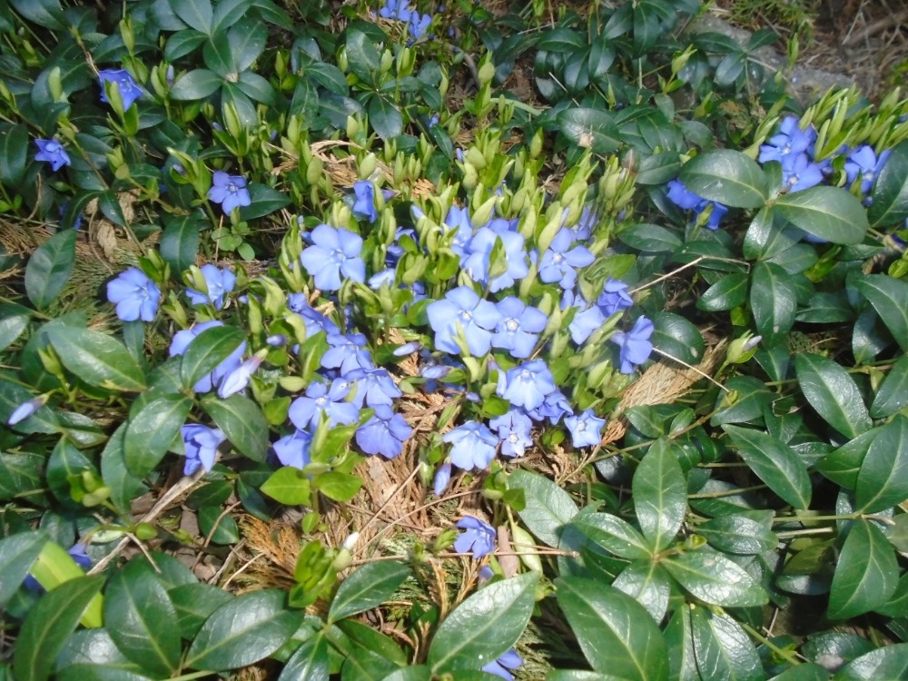 Odolné přebytky ze zahrady - 18