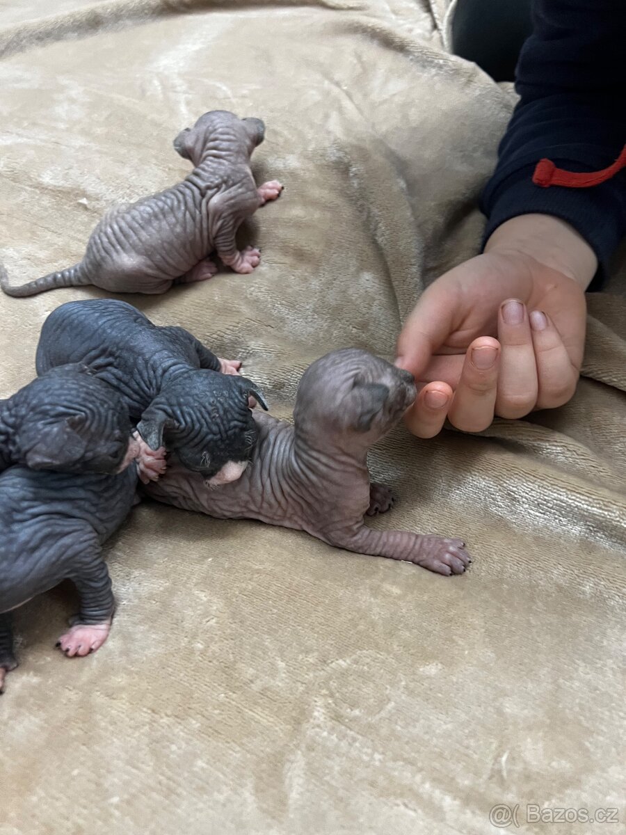 Kanadský sphynx - 18