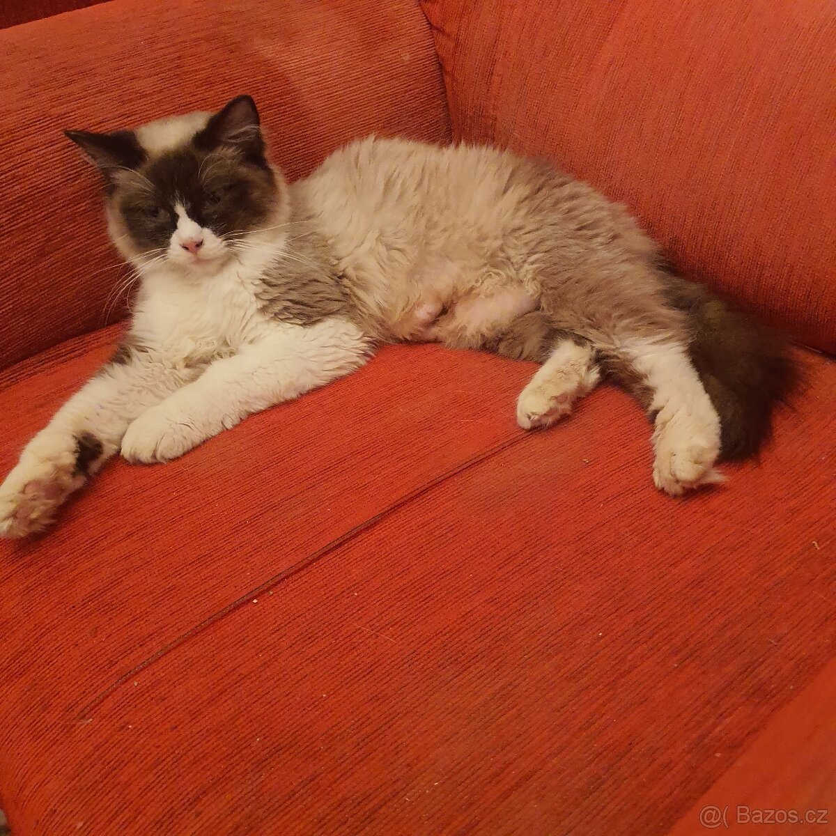 Kocurik ragdoll - 18