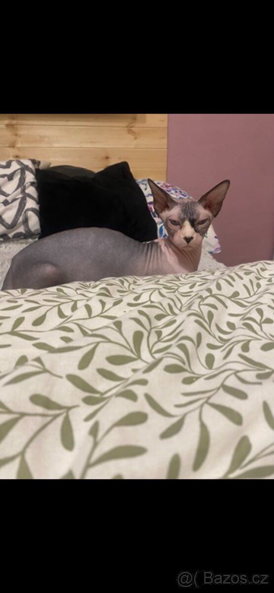 Kanadský sphynx - 18