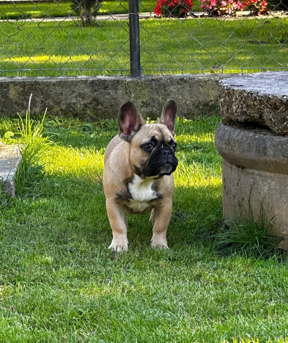 Francouzský buldoček s PP (FCI) - fawn fenečka s rodokmeňom - 18