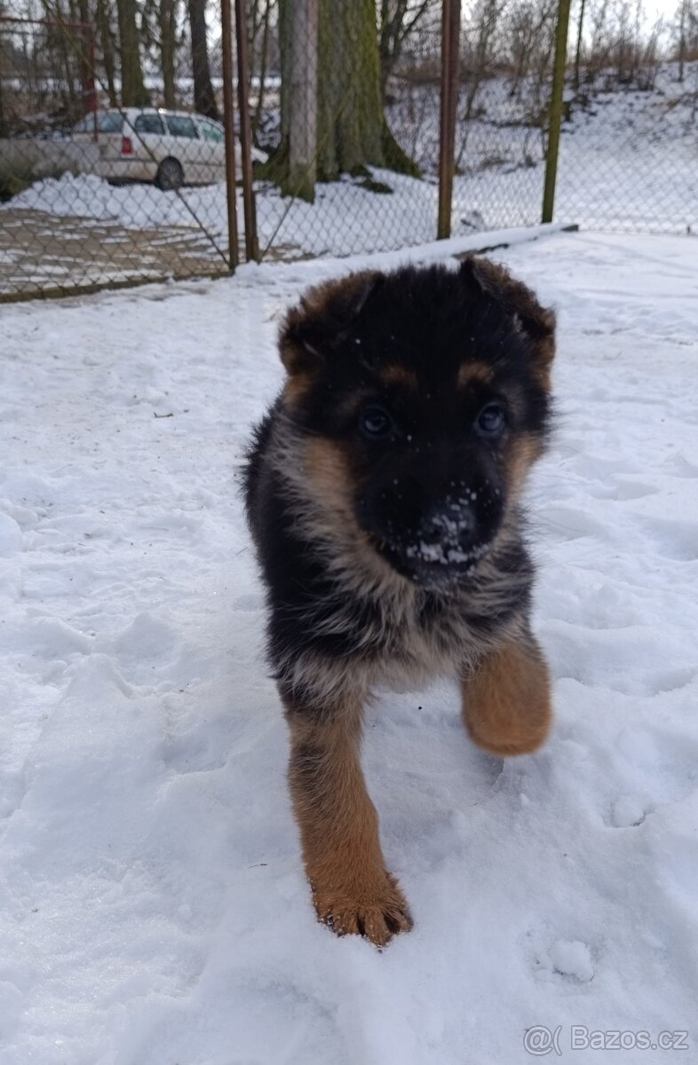 Německý ovčák s PP - 18