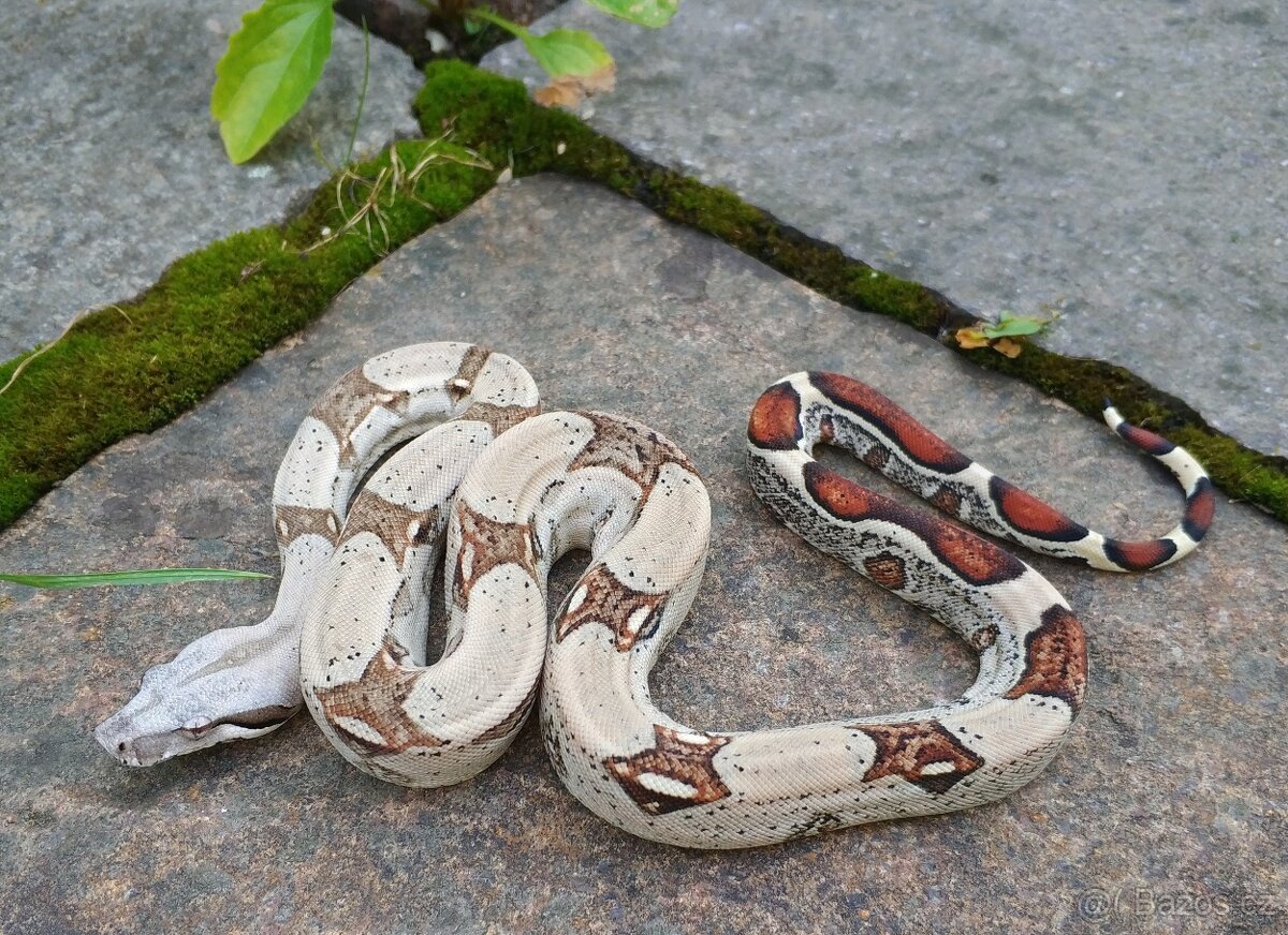 Boa imperator - Normal a Hypo 66% het Sterling VPI - 18