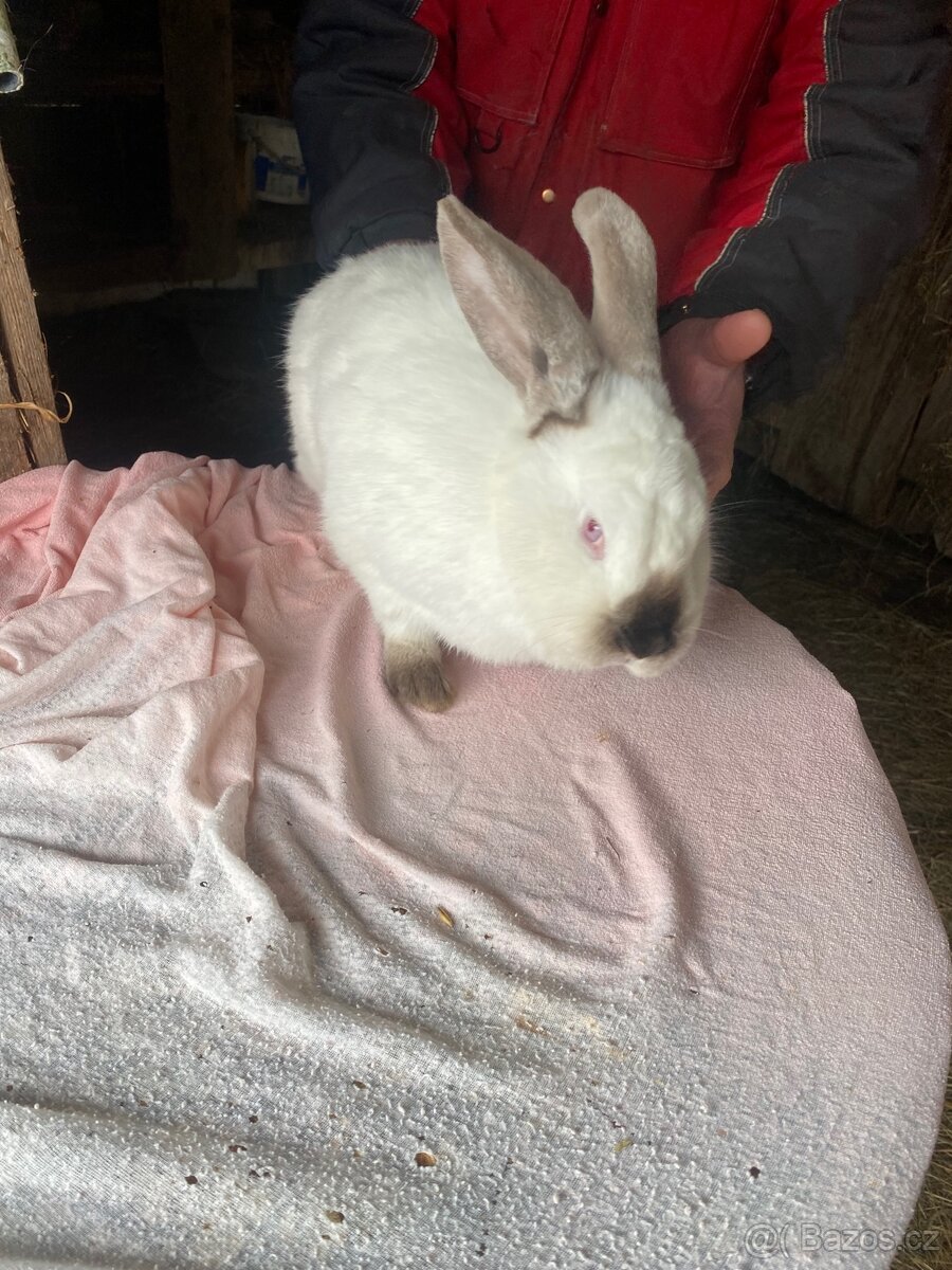 Samice na prodej - 18