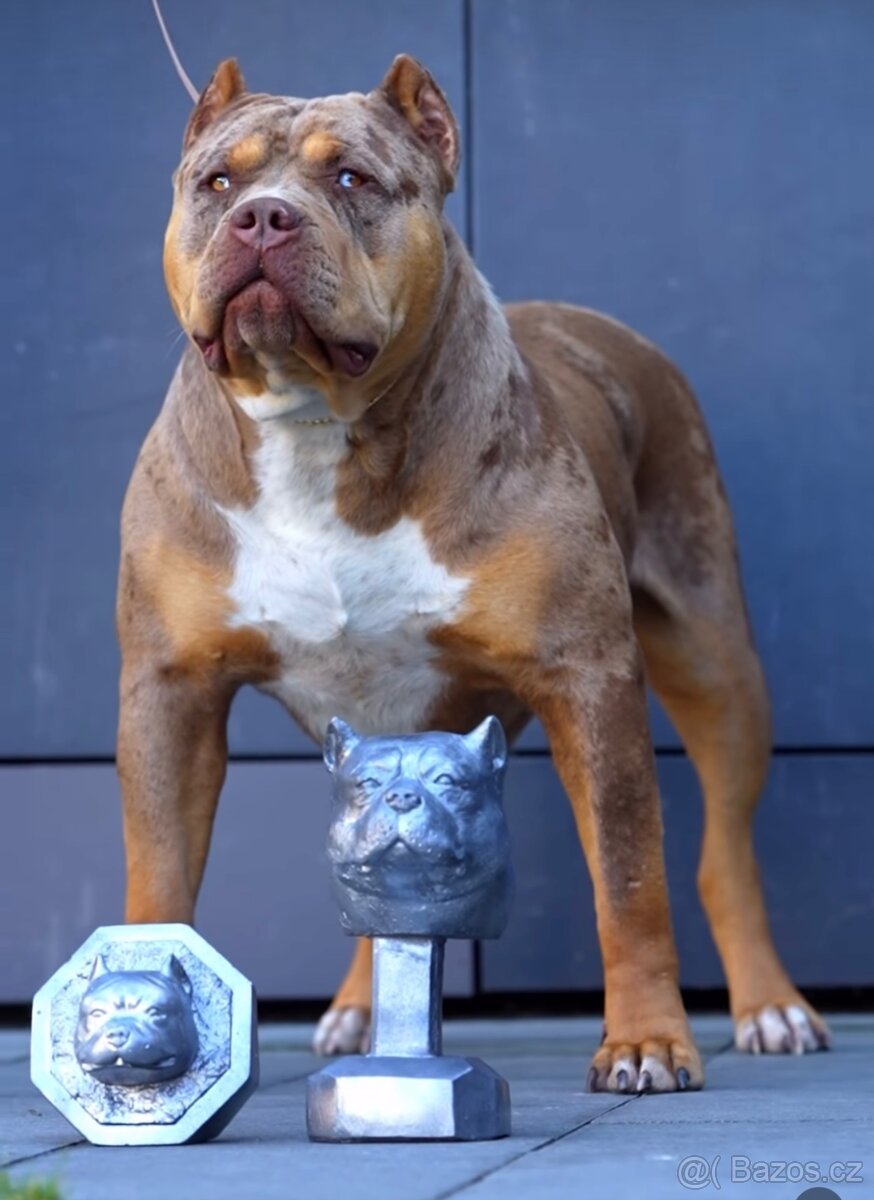 American Bully XL/XXL - 18
