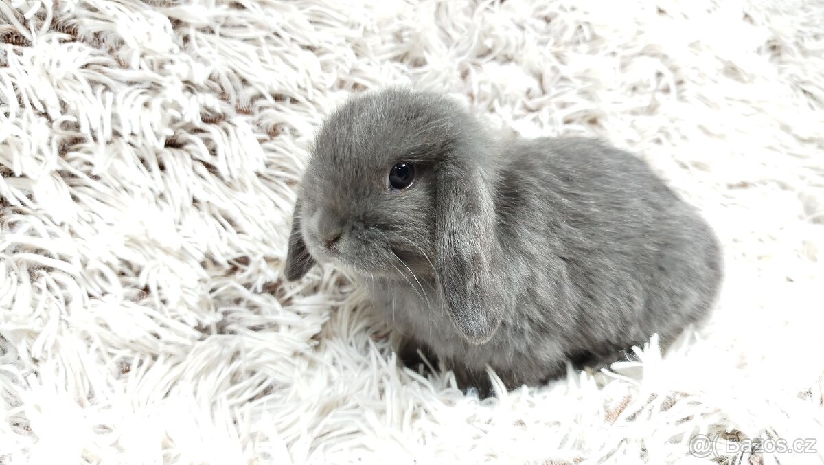 Zakrslý beránek, králíček, králík - KVIDO - 18