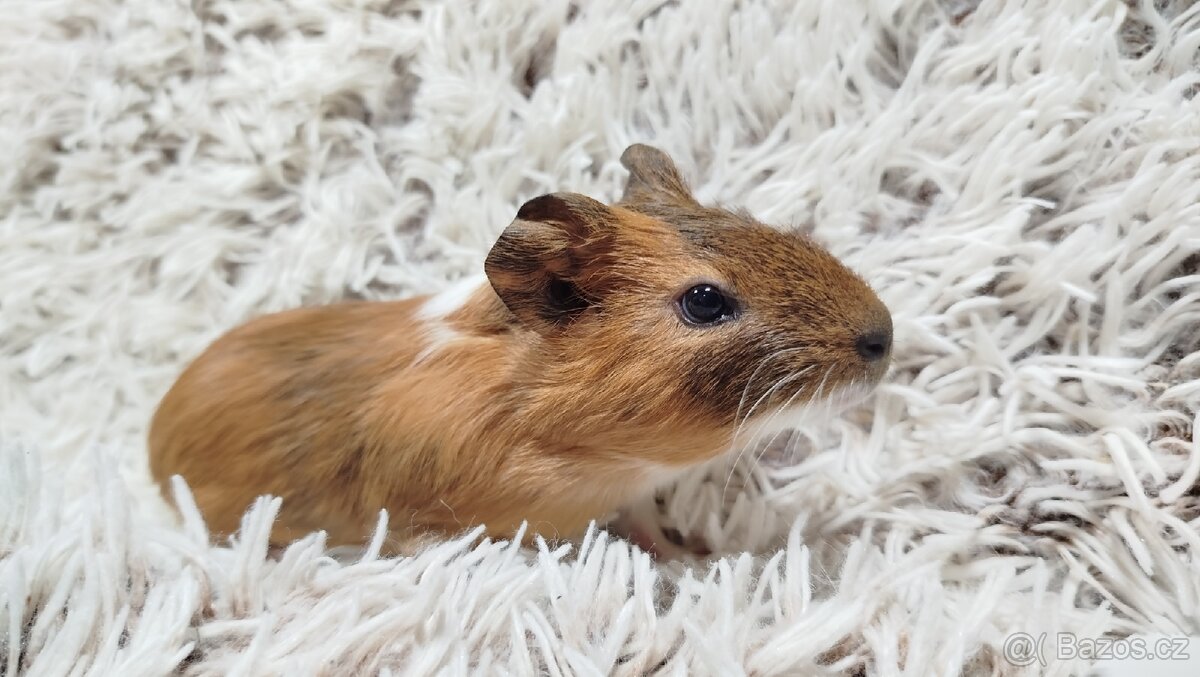 Morče, Morčata, Morčátko, Morčátka - JACOB A JAMES - 18