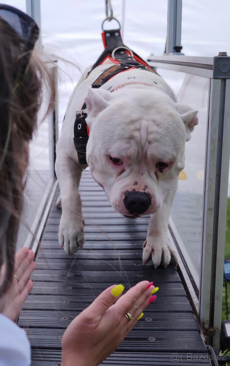 Krytí American Bully standard - 18